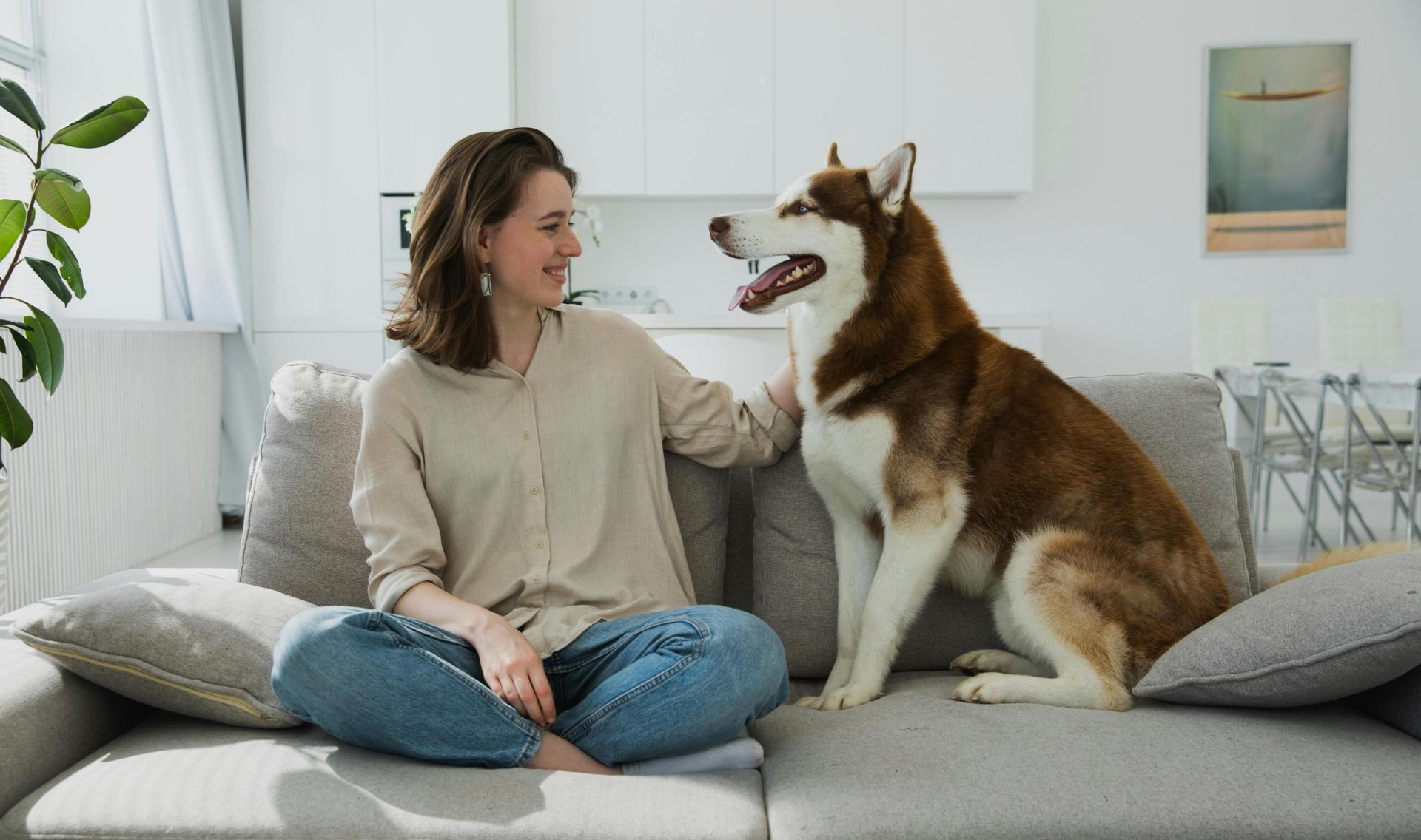 A woman smiles at her Siberian Husky on a cozy sofa in a modern living room.